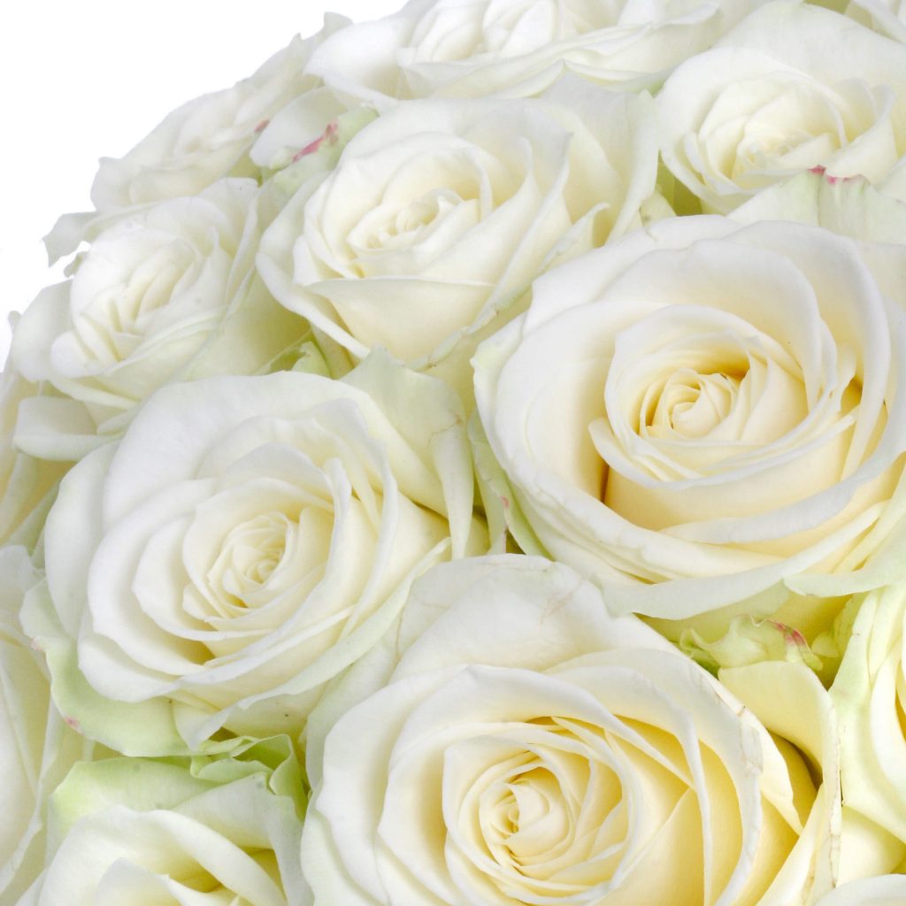 What Roses To Choose For Your Girlfriend?