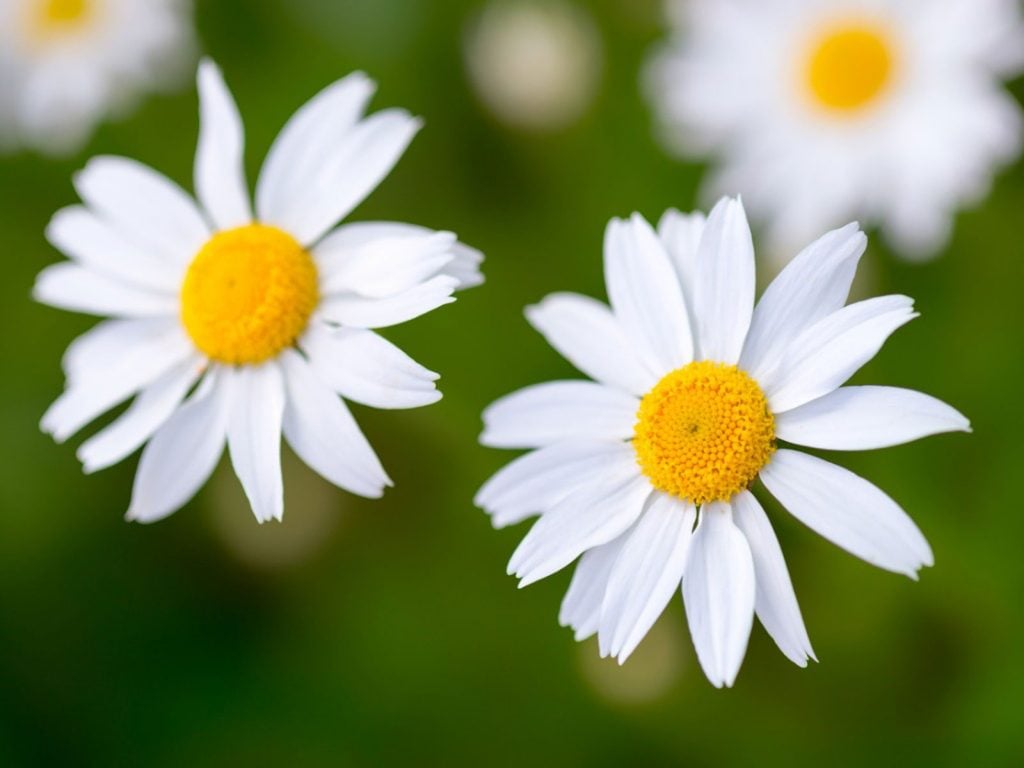 How to Make Daisies Bouquet. What Flowers Can Be Combined With Them?