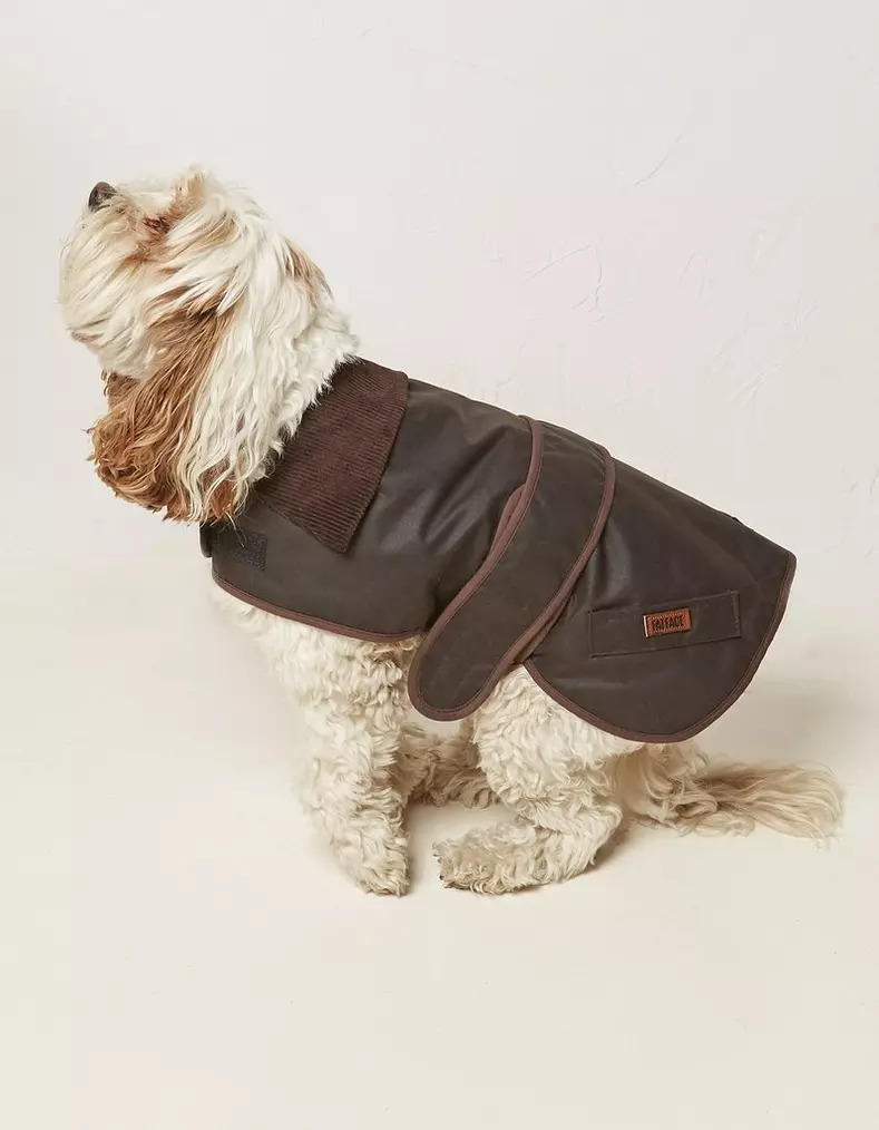 Dog’s Clothes. Why It’s Important?