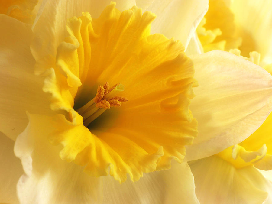Peculiarities of Treating Daffodils