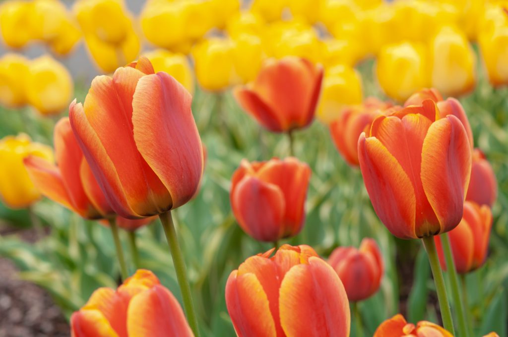 How to Make Your Tulips Stay Longer? How to Make Your Tulips Stay Longer?