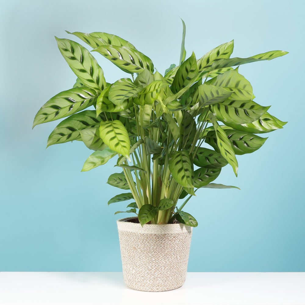 Calathea Leopardina. The Stunning Houseplant You Need
