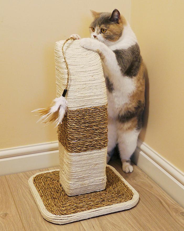 How to Choose the Cat Scratcher For Your Pet?
