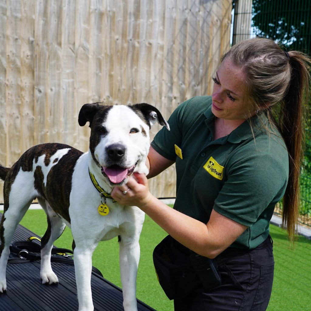 How Can You Help A Homeless Dog?
