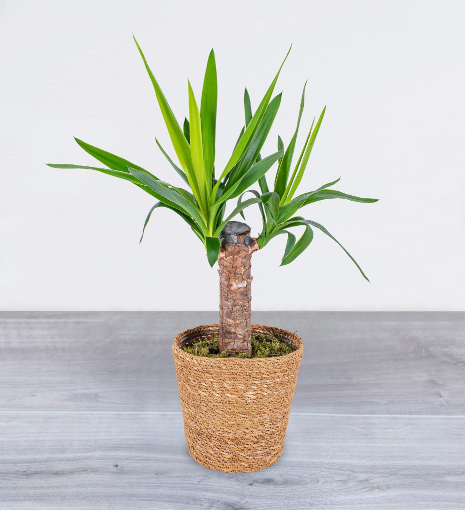 The Yucca Plant. A Perfect Addition to Your Office Space